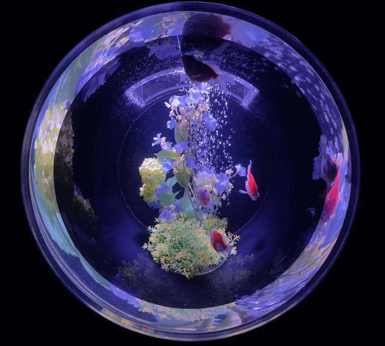 A round artistic aquarium